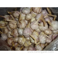 Export Standard Fresh New Normal Garlic